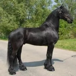 Симпатичные фризской лошадью по усыновлению