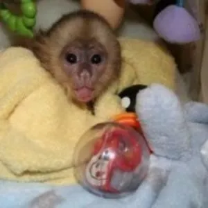 Нежный капуцин обезьян по усыновлению