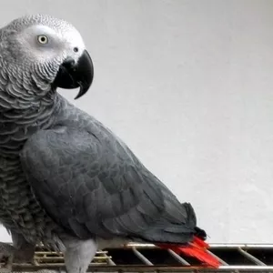 Серый Африканский попугай Краснохвостый Жако