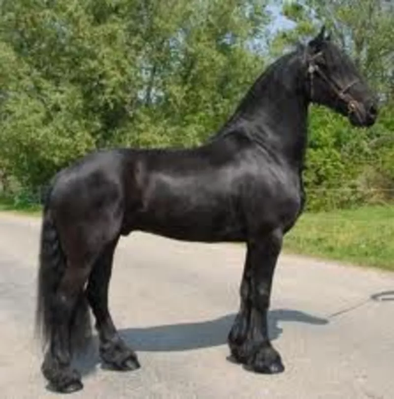Симпатичные фризской лошадью по усыновлению