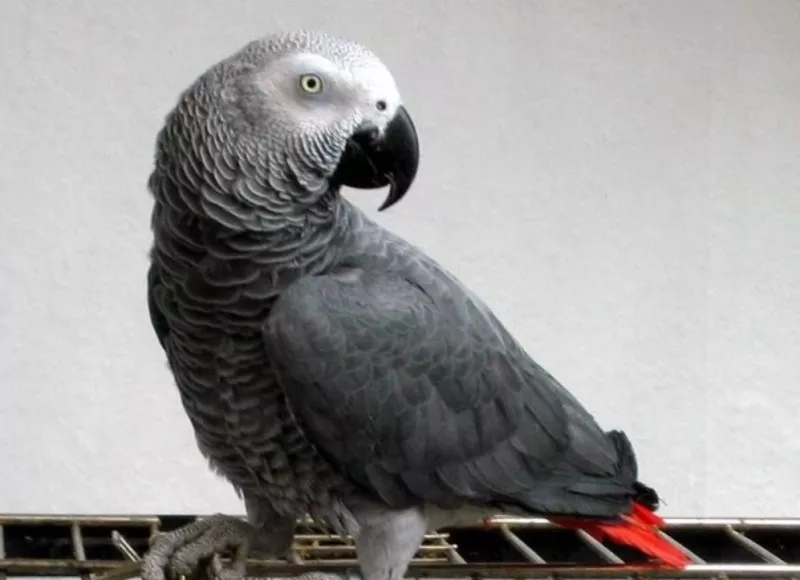 Серый Африканский попугай Краснохвостый Жако
