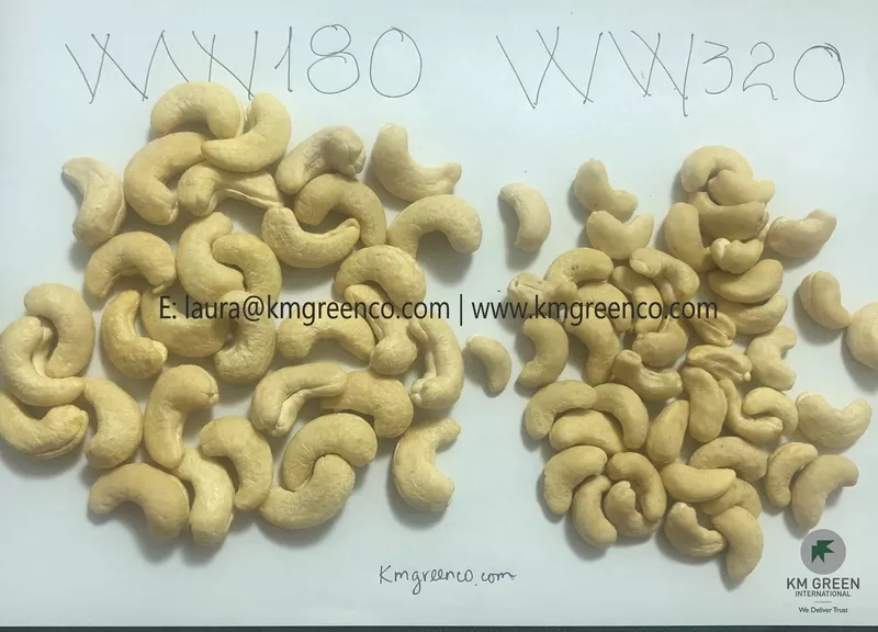 Vietnamese Cashew Nut Kernel WW180,  WW210